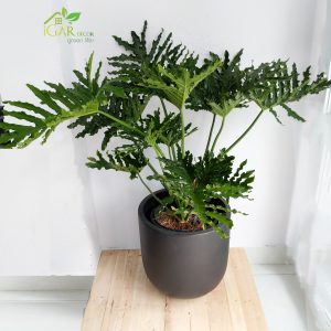 trầu bà thanh xuân