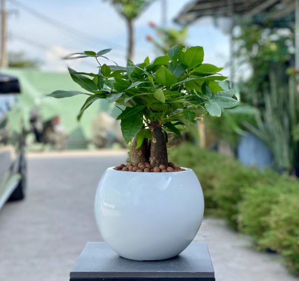 cây cảnh