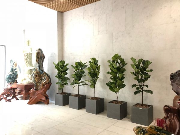 bàng Singapore