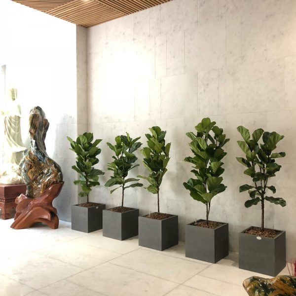 bàng Singapore