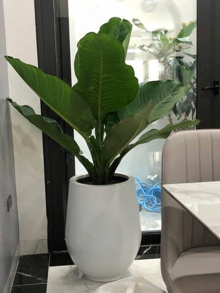 cây đại phú gia