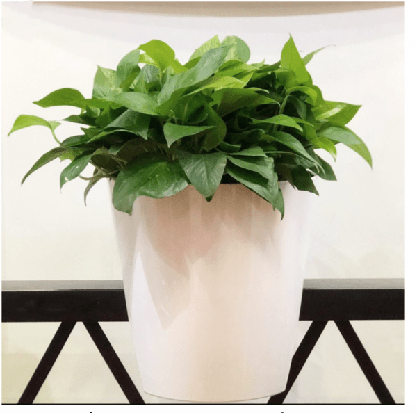 CHẬU HOA KẸP BAN CÔNG – ảnh 3