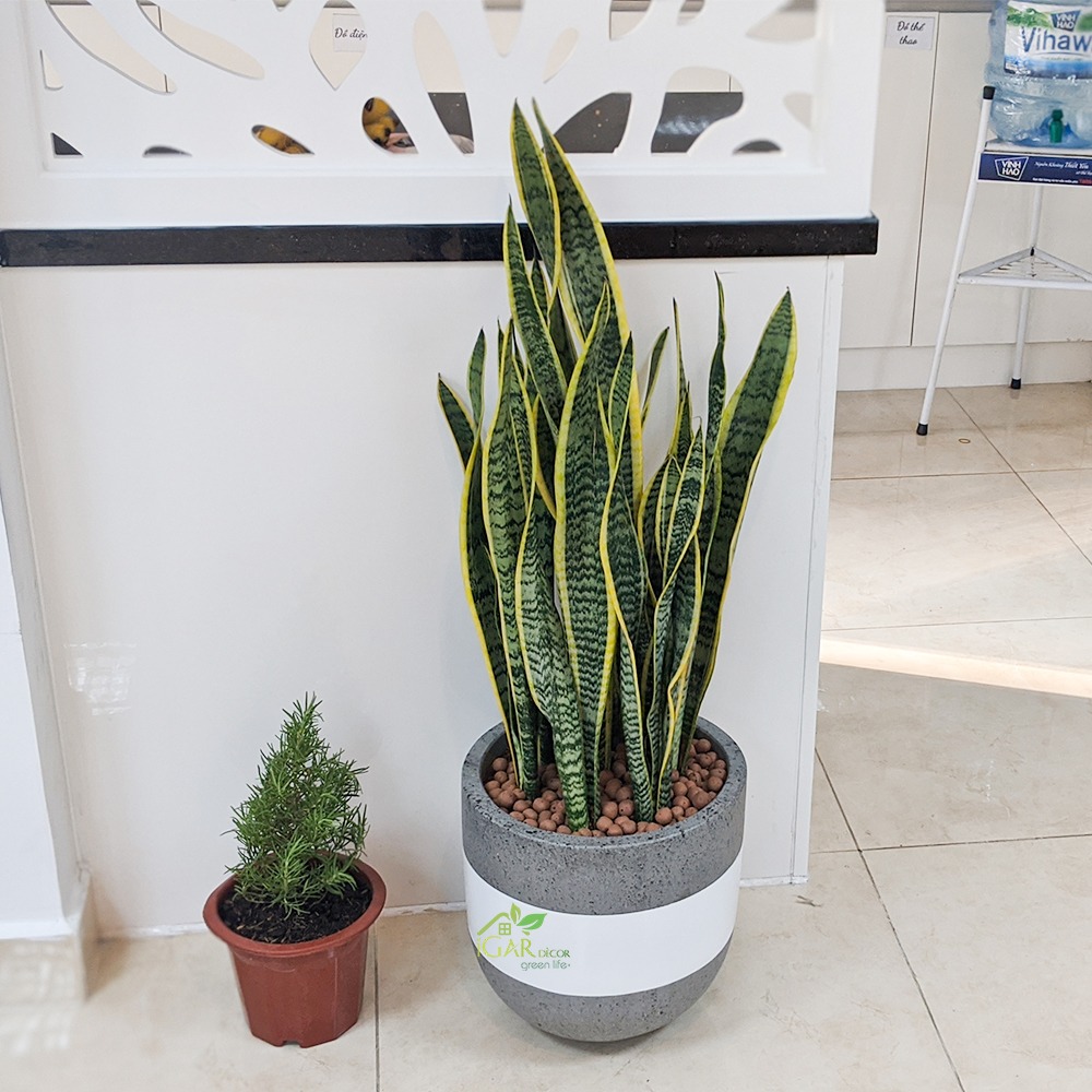 CHAU-XI-MANG-VIEN-GOLD-2