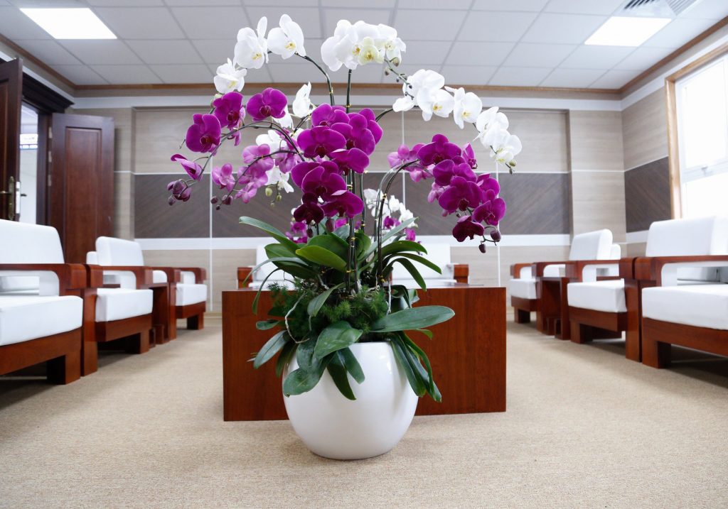 Chậu composite phát lộc