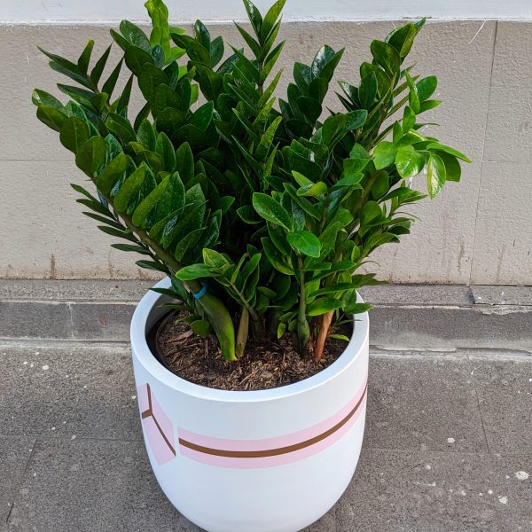 CHAU-XI-MANG-FIBER-KIM-TIEN-IGAR-DECOR-00001