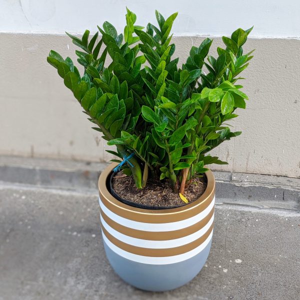 Chậu Xi Măng Fiber Trứng Xám Viền Trắng Vàng Gold Kim Tiền