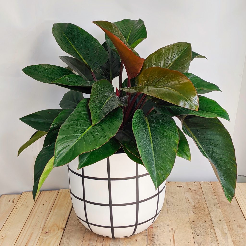 CHAU-XI-MANG-HOA-TIET-TRANG-SOC-DEN