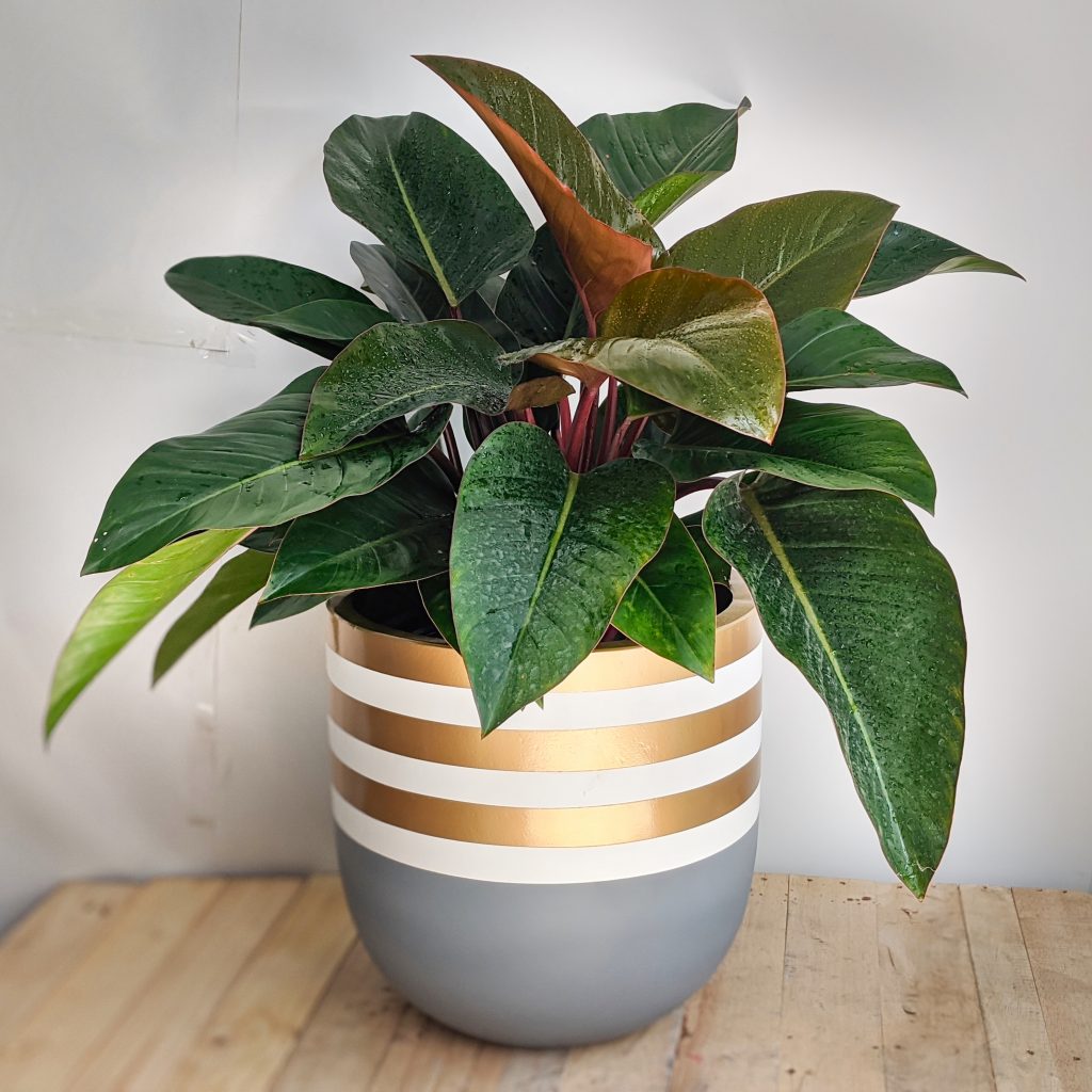 Chậu Xi Măng Fiber Trứng Xám Viền Trắng Vàng Gold