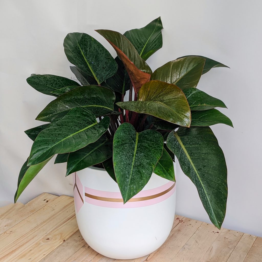 CHAU-XI-MANG-VIEN-HONG