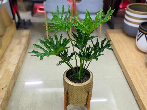Chậu xi măng Fiber Trầu Bà Thanh Xuân