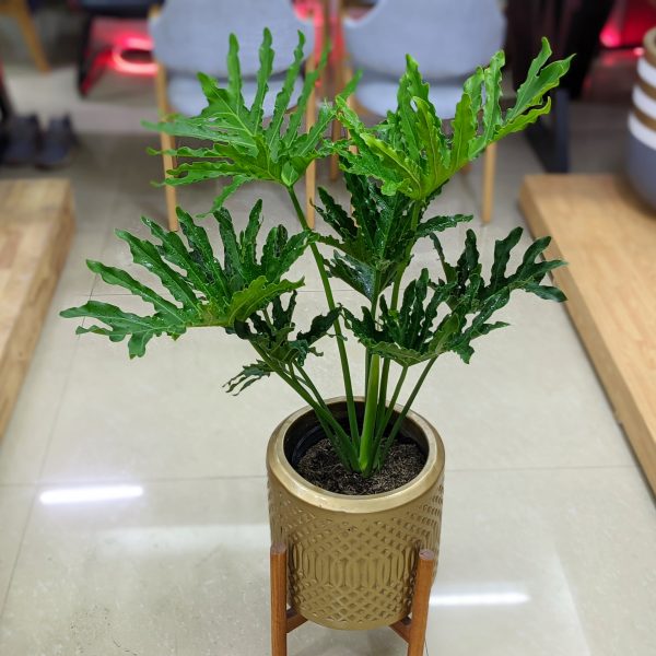 Chậu xi măng Fiber Trầu Bà Thanh Xuân