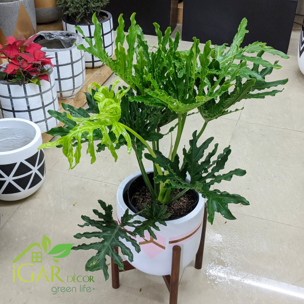 trầu bà thanh xuân