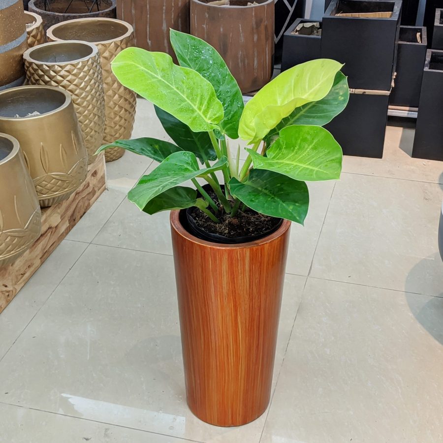 Chậu Xi Măng Fiber Trụ Vát Đáy Wat Đỏ