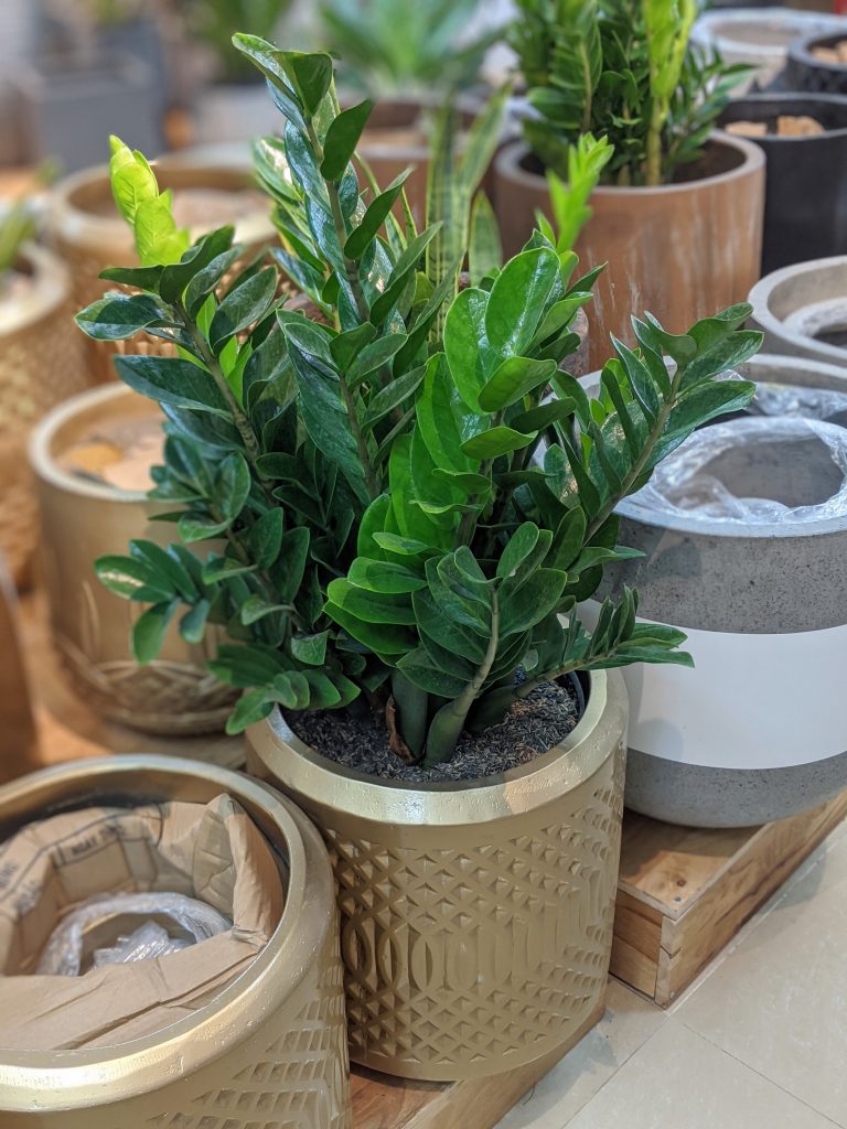 Chậu cây cảnh kim tiền