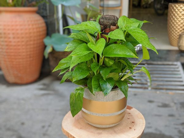 chau-xi-mang-fiber-trau-ba-cot-mini-4-min