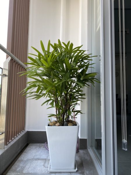 cây cảnh