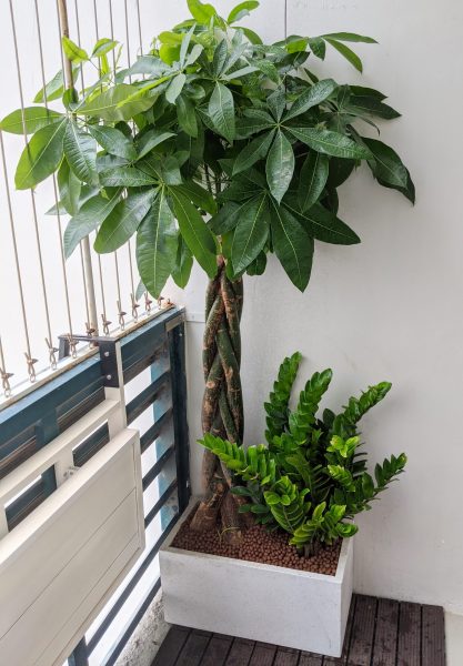 cây cảnh