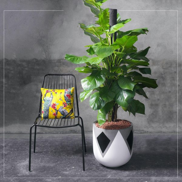 Chậu xi măng Fiber - iGar Decor