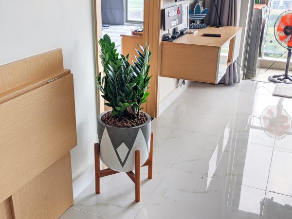 cây kim tiền trồng chậu xi măng nhẹ fiber