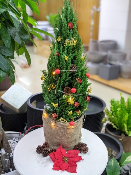 Sơn Tùng Noel – cây thông noel – iGar Decor
