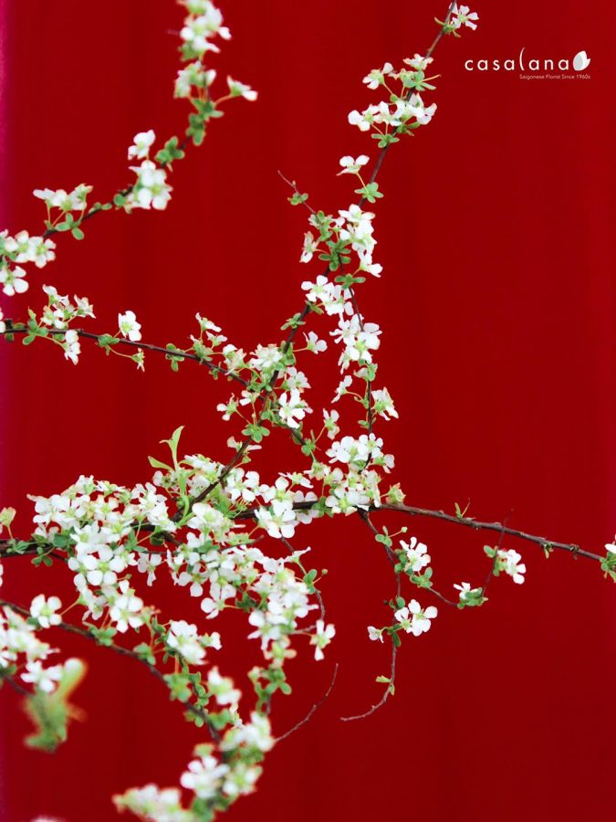 Hoa Tuyết Mai Rừng 