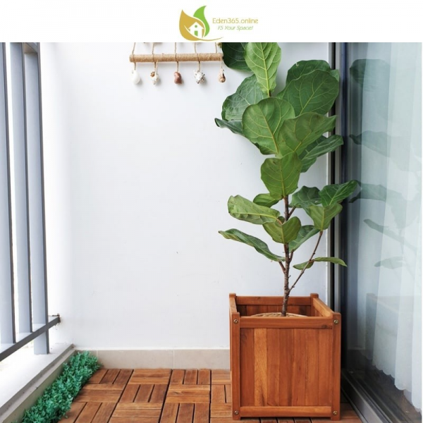 Chậu gỗ tràm trồng cây phát tài núi trang trí phòng ngủ