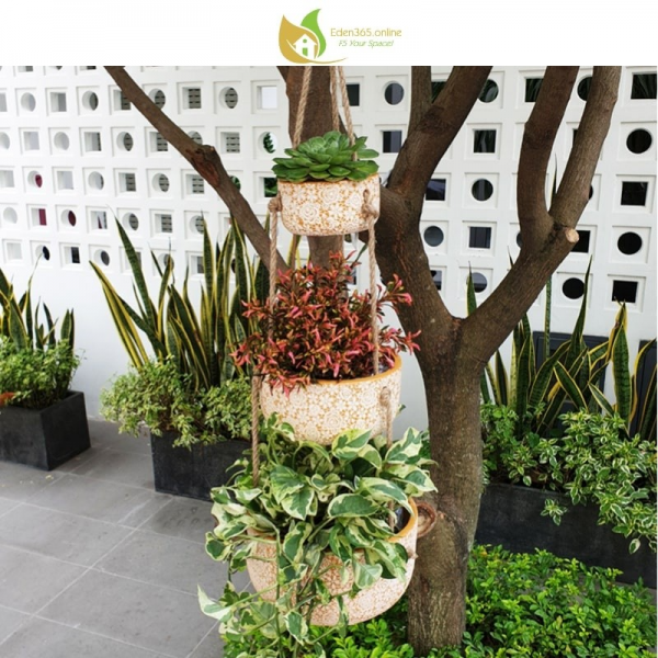 Chậu gốm treo trồng cây trang trí ban công, sân vườn - trồng sen đá và cây lá màu