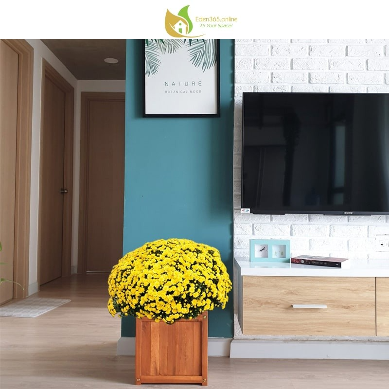 Chậu gỗ tràm tự nhiên hình vuông 32x32x32cm - ảnh 9 Chậu gỗ tràm trồng cây trang trí phòng khách cạnh kệ tivi