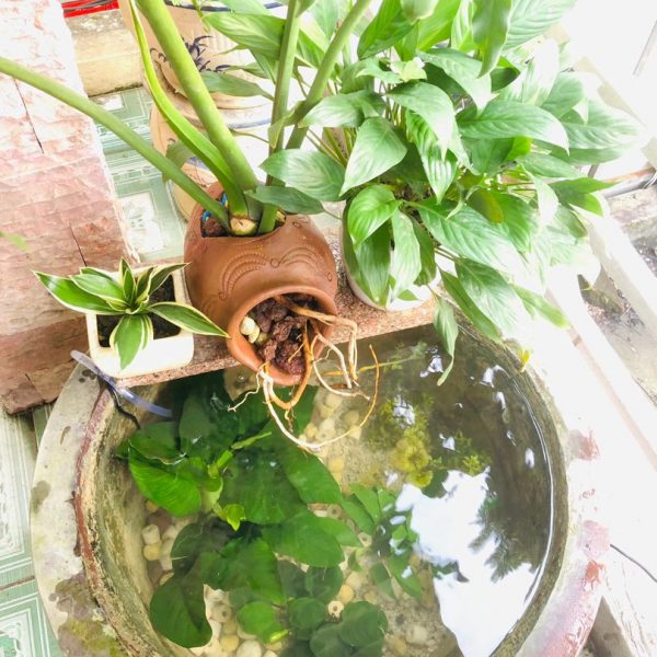 Chum lọc nước gốm bể cá tạo oxy, tiểu cảnh phong thủy - iGar Decor